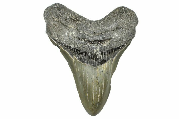 Serrated, Fossil Megalodon Tooth - North Carolina #368448